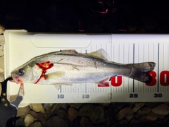 セイゴ（マルスズキ）の釣果