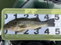 ブラックバスの釣果