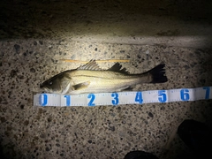 シーバスの釣果