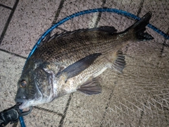 クロダイの釣果