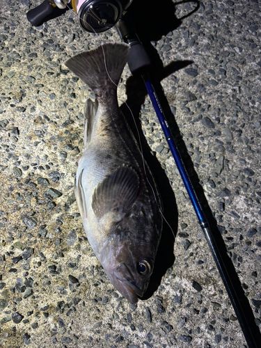 クロソイの釣果