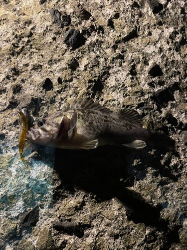 ソイの釣果