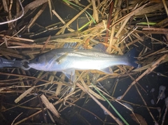 フッコ（マルスズキ）の釣果