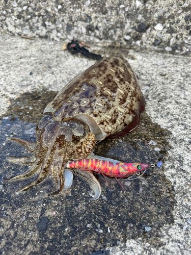 モンゴウイカの釣果