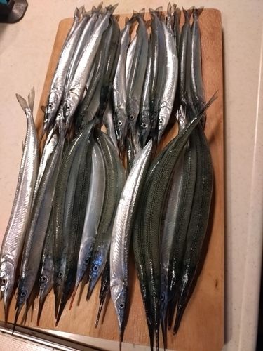 サヨリの釣果