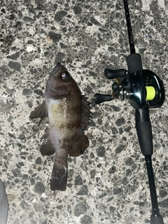 シロメバルの釣果