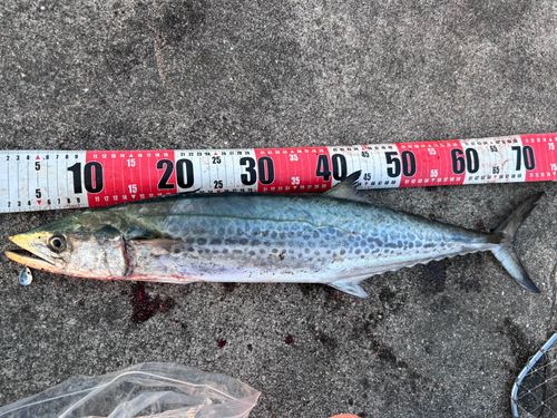 サワラの釣果