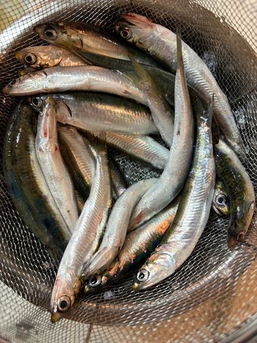 カタクチイワシの釣果