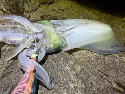 アオリイカの釣果