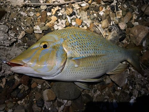 タマンの釣果