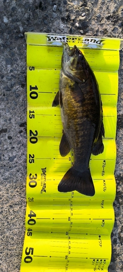 スモールマウスバスの釣果