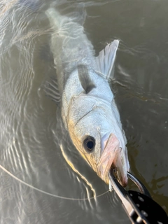 フッコ（マルスズキ）の釣果