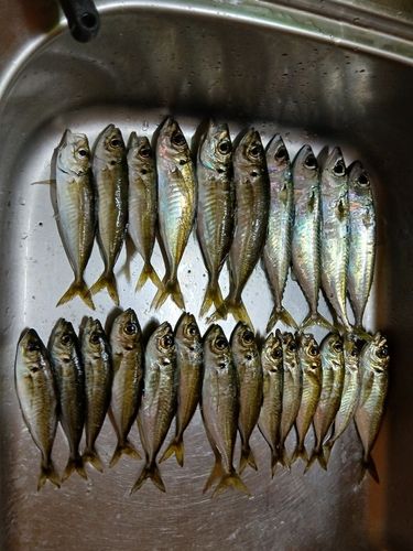 アジの釣果
