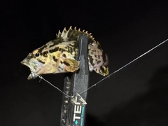 タケノコメバルの釣果