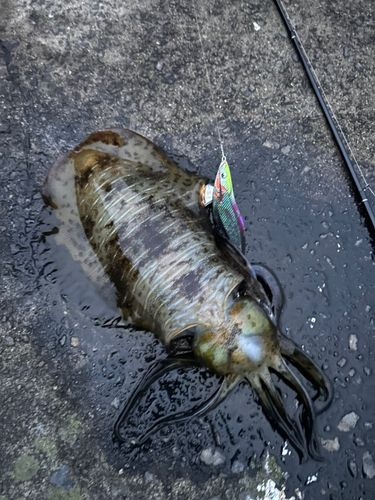 アオリイカの釣果