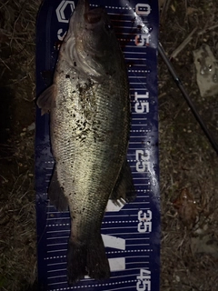 ブラックバスの釣果