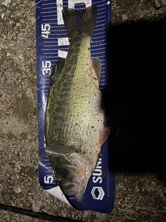 ブラックバスの釣果