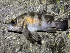 シロメバルの釣果