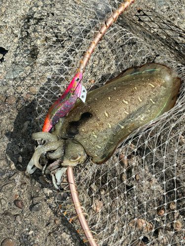 コウイカの釣果
