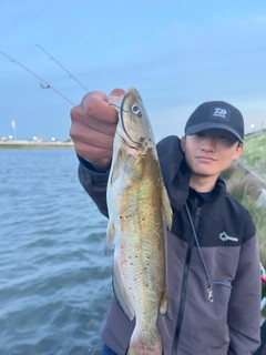 アメリカナマズの釣果