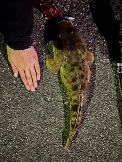 マゴチの釣果