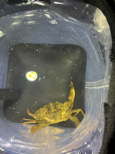 カニの釣果