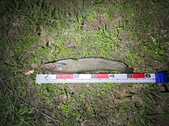 ニホンナマズの釣果