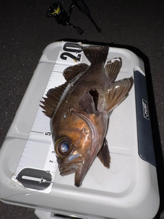 シロメバルの釣果