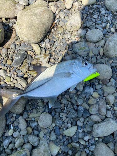 メッキの釣果