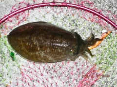 コウイカの釣果