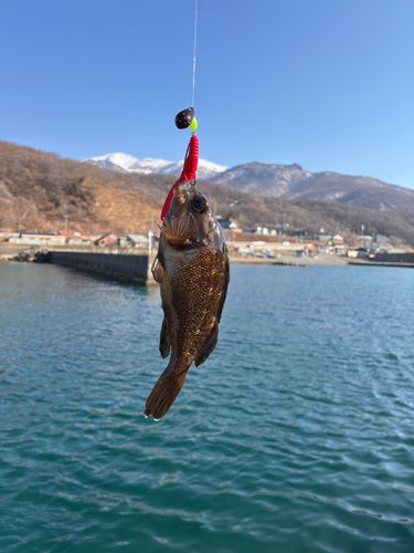 エゾメバルの釣果