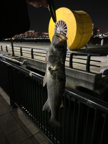 豊洲ぐるり公園で釣れたスズキの釣り・釣果情報 - アングラーズ | 釣果