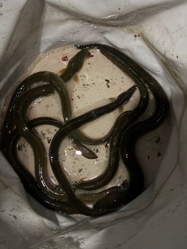 ウナギの釣果