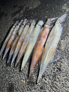 ヤリイカの釣果