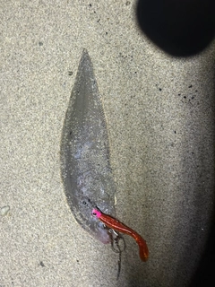 ウシノシタの釣果