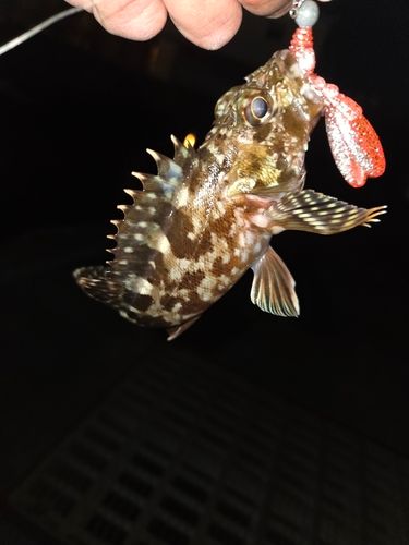カサゴの釣果