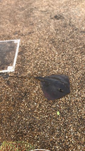 アカエイの釣果