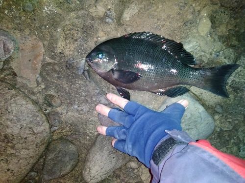 グレの釣果
