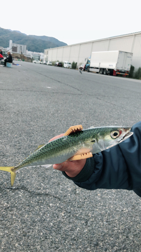 サバの釣果