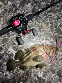 シマソイの釣果