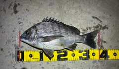チヌの釣果
