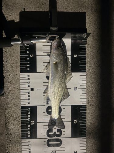 スズキの釣果