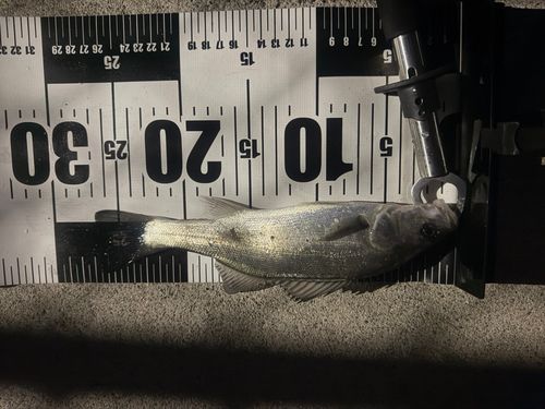 スズキの釣果