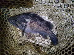 クロソイの釣果