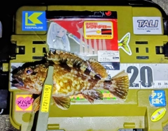 カサゴの釣果