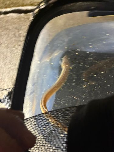 アナゴの釣果