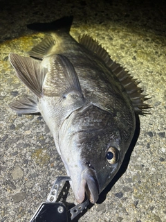チヌの釣果
