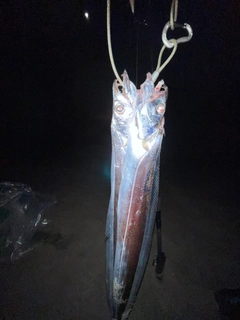 タチウオの釣果