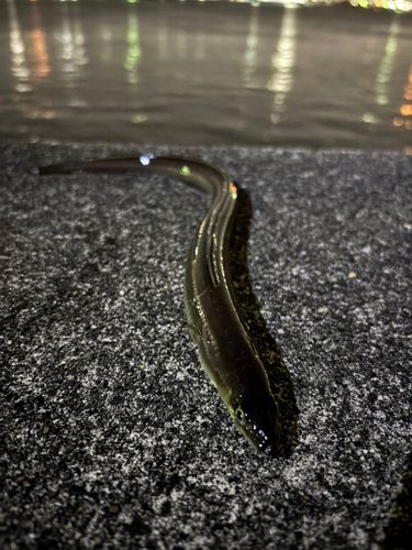 アナゴの釣果