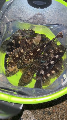 カサゴの釣果